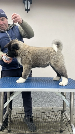 Căței Akita American - imagine 4