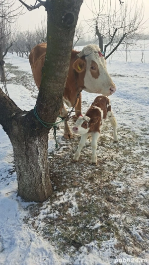 Baltata Romaneasca cu vitel de o saptamana de vanzare - imagine 2