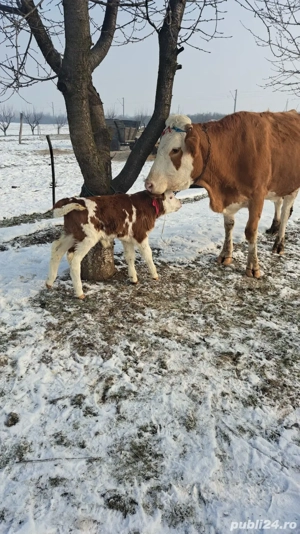 Baltata Romaneasca cu vitel de o saptamana de vanzare