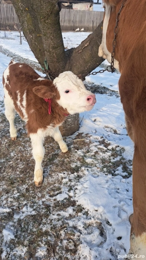 Baltata Romaneasca cu vitel de o saptamana de vanzare - imagine 3