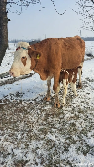 Baltata Romaneasca cu vitel de o saptamana de vanzare - imagine 4