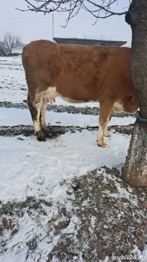 Baltata Romaneasca cu vitel de o saptamana de vanzare