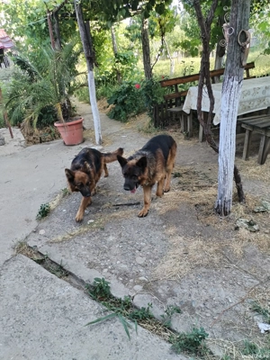 Vând ciobănesc german - imagine 4