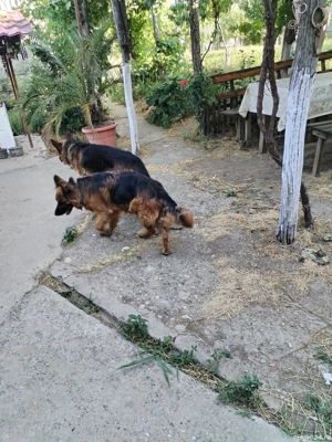 Vând ciobănesc german - imagine 2