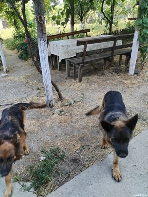 Vând ciobănesc german - imagine 5