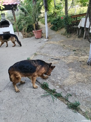 Vând ciobănesc german - imagine 3