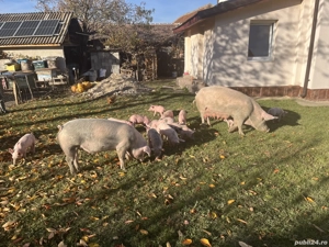Vând purcei în comuna pui  - imagine 2