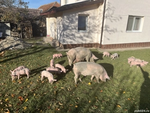 Vând purcei în comuna pui  - imagine 3