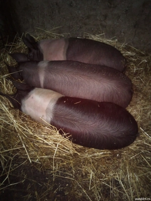 vând porci bazna 