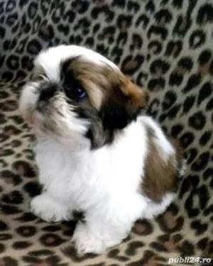 catelusa shihtzu 2 luni 
