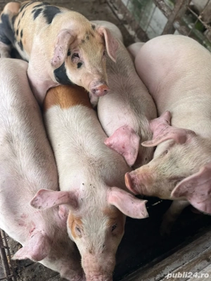 Vand porci 70-80kg  - imagine 2