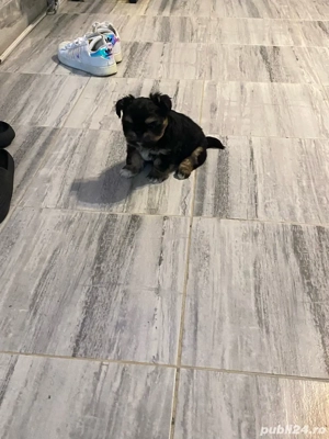  Cătel Shih tzu (Băiat) - imagine 3