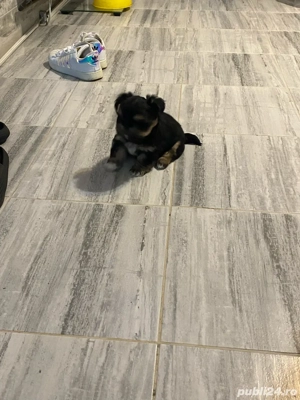  Cătel Shih tzu (Băiat)