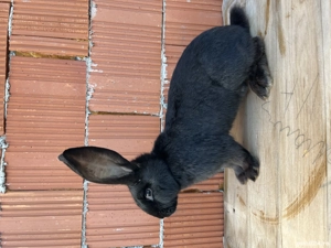 Uriaș german de vânzare  - imagine 3