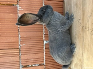 Uriaș german de vânzare  - imagine 2