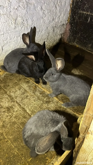 Uriaș german de vânzare  - imagine 4