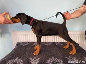 Catei Doberman