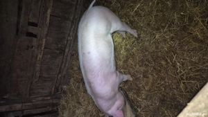 grăsuni pietrain cu landrace  - imagine 3