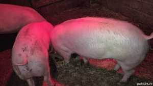 grăsuni pietrain cu landrace  - imagine 2