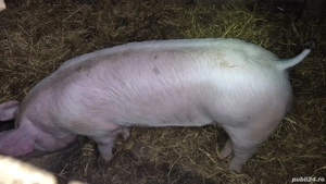 grăsuni pietrain cu landrace  - imagine 4
