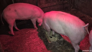 grăsuni pietrain cu landrace  - imagine 5