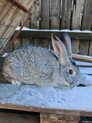 iepuri 8 luni - imagine 2