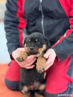 Vand pui de rottweiler - imagine 3