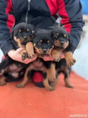 Vand pui de rottweiler - imagine 5