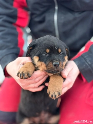 Vand pui de rottweiler - imagine 2