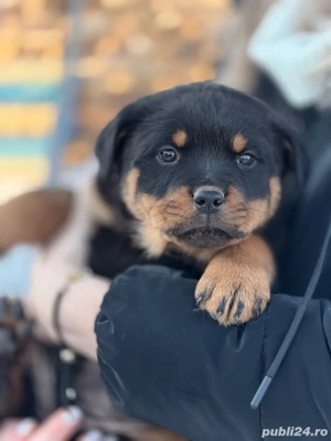 Vand pui de rottweiler