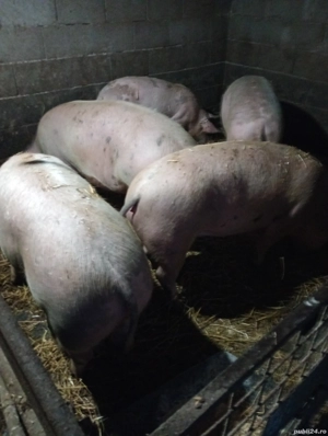 Vânzare porci de carne - imagine 2