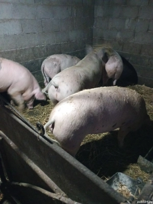 Vânzare porci de carne - imagine 4