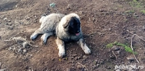 Vând Ciobănesc Caucazian  - imagine 2