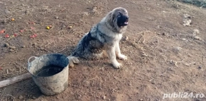 Vând Ciobănesc Caucazian 