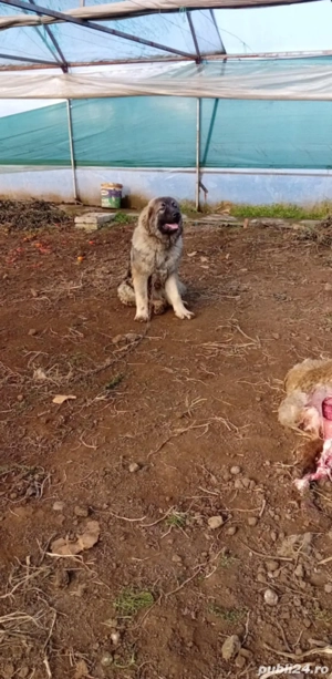 Vând Ciobănesc Caucazian  - imagine 3