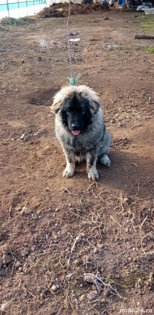 Vând Ciobănesc Caucazian  - imagine 4