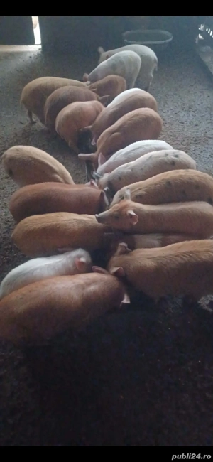 Purcei 9 săptămâni - imagine 3