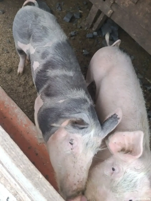 Vand porci si pasari