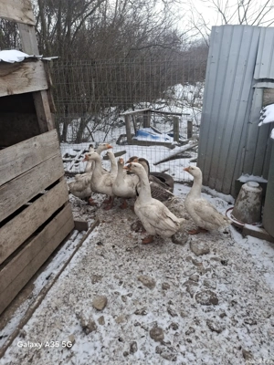 Vand porci si pasari - imagine 3