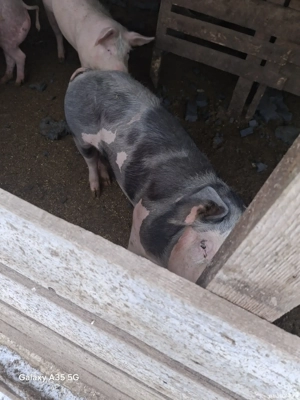 Vand porci si pasari - imagine 5