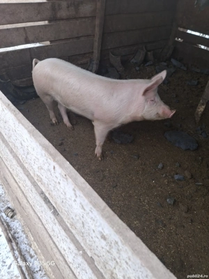 Vand porci si pasari - imagine 4