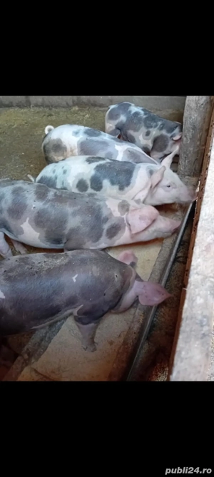 De vânzare porcii