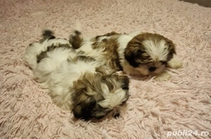 pui shih tzu 2 luni