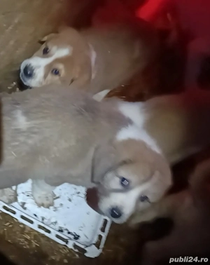 Ciobanesc asia centrala pui  - imagine 3