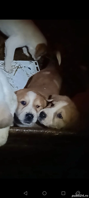 Ciobanesc asia centrala pui 