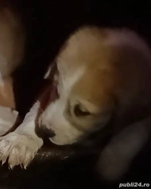 Ciobanesc asia centrala pui  - imagine 2