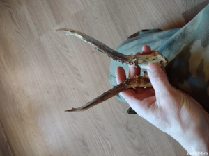 Vand Pereche CORN Cpr