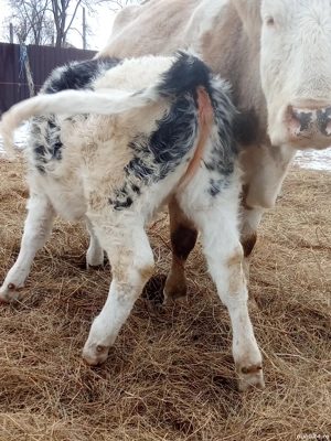 vând trei viței sugari  - imagine 2