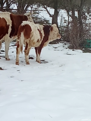 vând trei viței sugari 