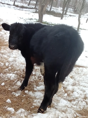 vând trei viței sugari  - imagine 3